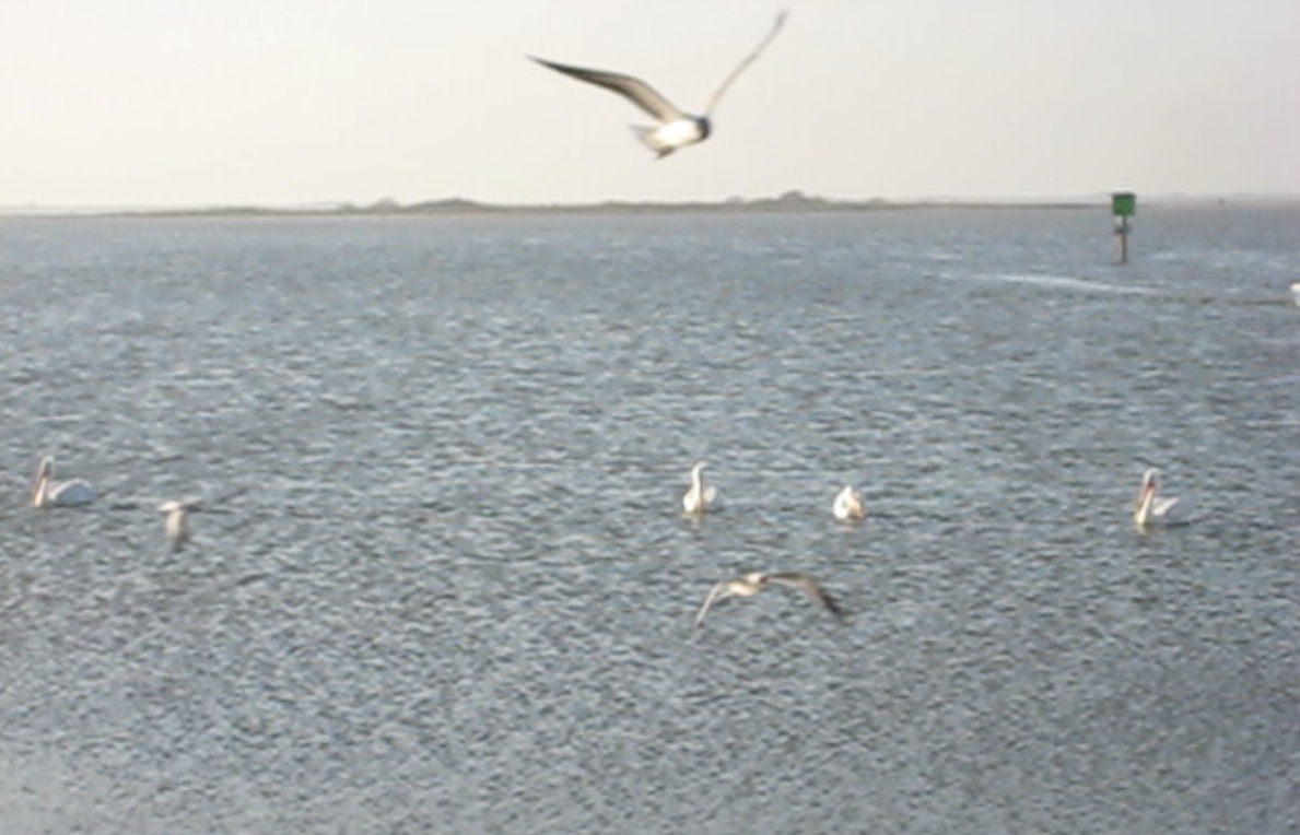 Birds!